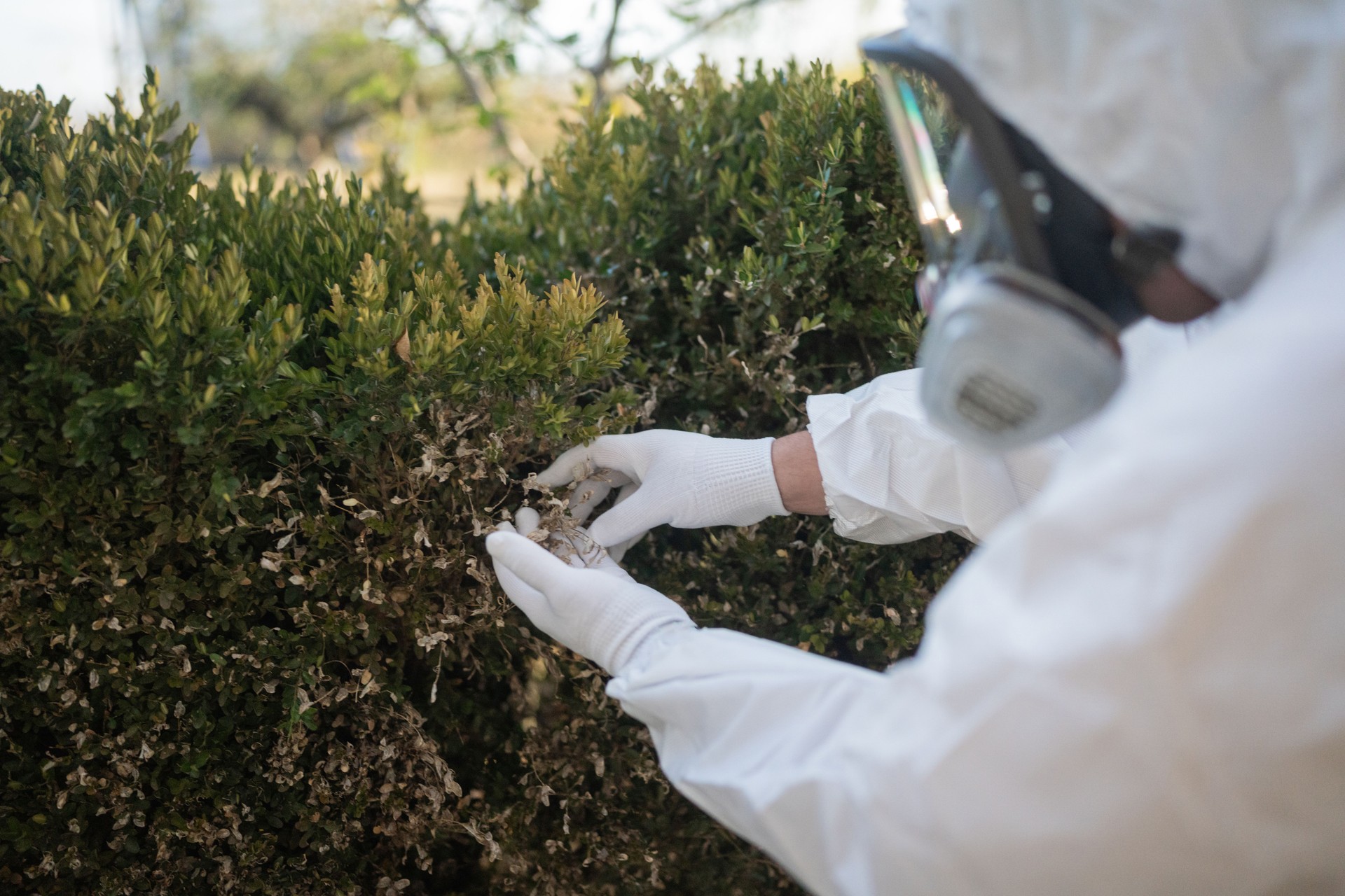 Forensic scientist searching for evidence