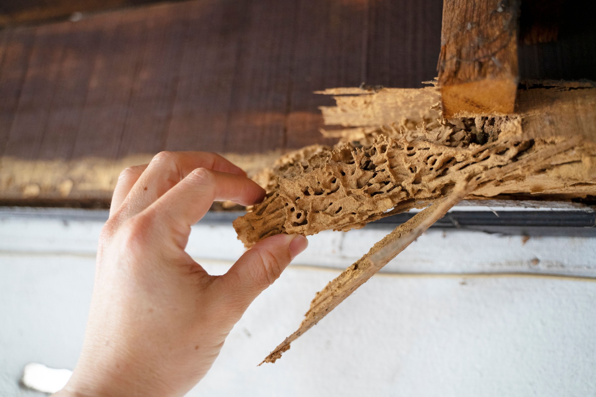 Wood after attack of termite.